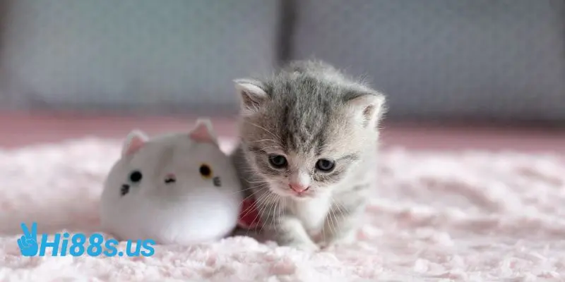Mơ thấy mèo là điềm báo gì?