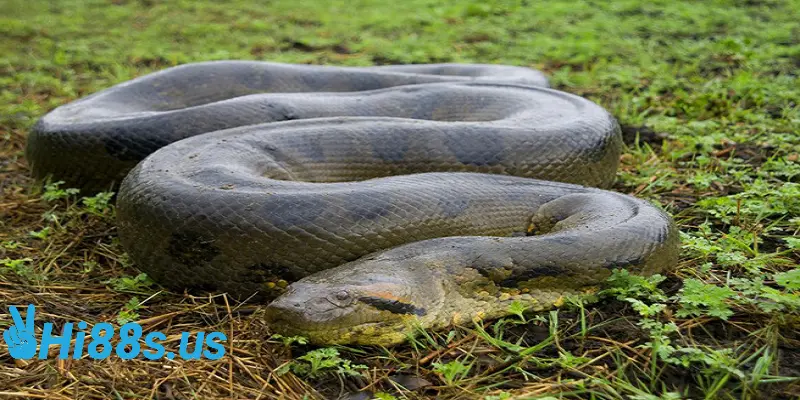 Mơ thấy một con trăn màu đen