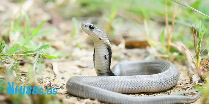 Ý nghĩa tâm linh khi mơ thấy rắn hổ mang